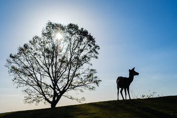 Fototapeta na wymiar 若草山の鹿