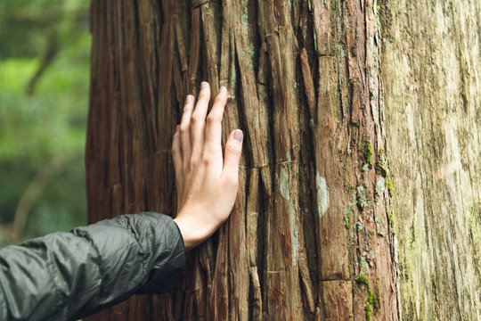 木に触れる女性の手