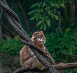 Orange and White Fur on Langur Monkeys in a Tree