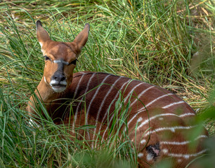 Obraz premium Dark Orange with White Striped Fur on a Close Up of a Nyala Deer Hiding in Tall Grass