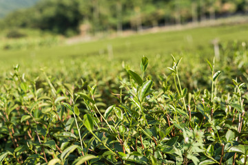 green tea farm