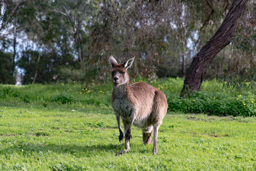 Kangaroo