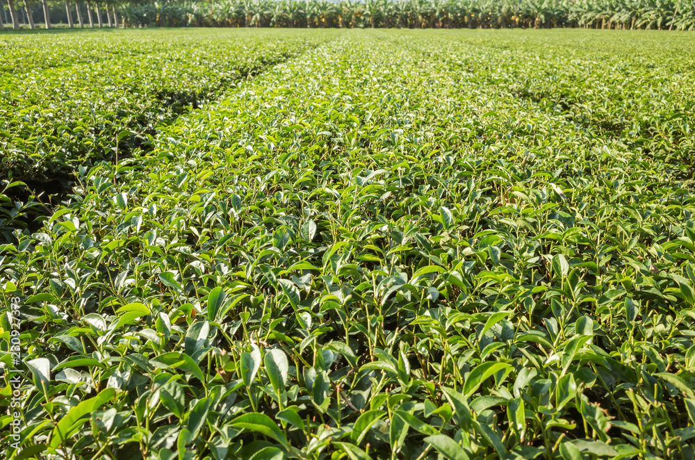 Canvas Prints green tea farm