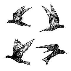 Set of birds flock, flying swallows, hand drawn textured sketch. Vector.