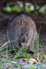 Quokka