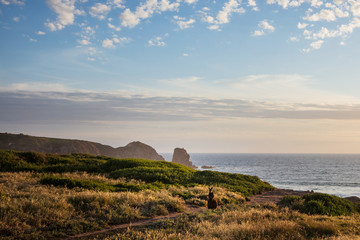 A Swamp Wallaby (Wallabia bicolor) feeding at sunset at Cape Woolamai, Phillip Island, Victoria,...