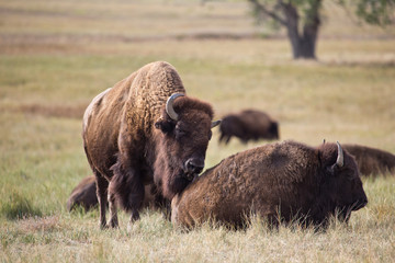 american bison