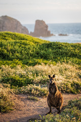 A Swamp Wallaby (Wallabia bicolor) feeding at sunset at Cape Woolamai, Phillip Island, Victoria, Australia © Michael Evans