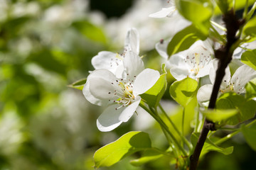 white flowers tree