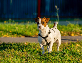 Jack Russell terrier wearing dog harness standing on green grass with yellow leaves natural background
