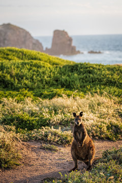 A Swamp Wallaby (Wallabia bicolor) feeding at sunset at Cape Woolamai, Phillip Island, Victoria, Australia