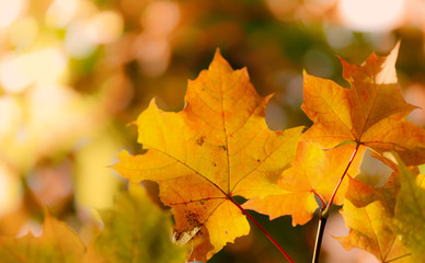 Naklejka na ściany i meble foliage autumn background