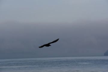 romantic bird in sky 
