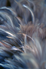 Blur Bird chickens feather texture for background, Fantasy, Abstract, soft color of art design.