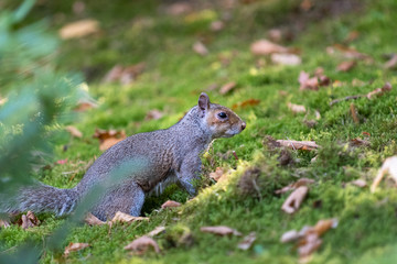 Gray squirrel hiding food for winter in green moss
