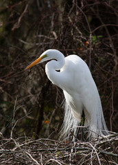 White Egret on Nest