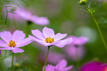 Fototapeta premium Cosmos Flower / Furusato Plaza in Sakura City, Chiba Prefecture, Japan