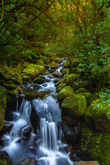 Obraz premium waterfall in forest