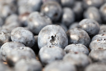 ripe blueberries