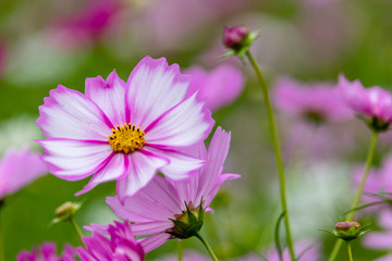 Obraz premium Cosmos Flower / Furusato Plaza in Sakura City, Chiba Prefecture, Japan