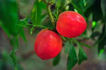 Ripe peaches hanging in a tree