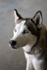 portrait of a husky dog