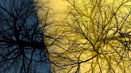 2 Lonely trees without leaves in fog or mist lit by bright orange sun god rays . 3d illustration. Travel and camping concept. Top view from sky