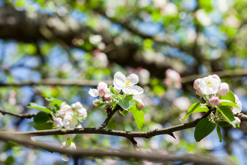 fruit tree flowers