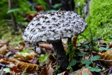 Cone fungus in autumn, Strobilomyces strobilaceus, Bavaria, Germany, Europe