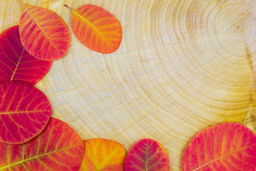 buntes Herbstlaub liegt auf einer Holzscheibe mit Jahresringen