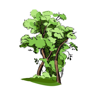 Vector hand drawn illustration of big colorful tree.Detailed ink illustration.Oak tree sketch.