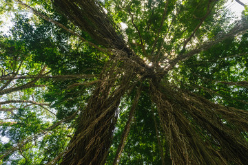 Up view from the ground of big and green rainforest tree and a lot of big hanging liana