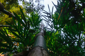 Fototapeta premium Up view from the ground of green and big bamboo tree trunk in rainforest