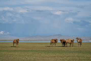 Fototapeta premium Bactrian camels in Mongolia