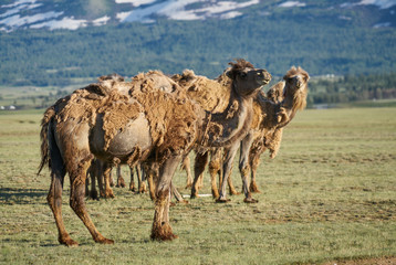 Bactrian camels in Mongolia