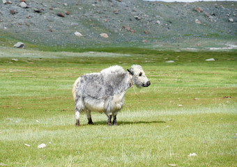 Obraz premium Domestic yak in Mongolia