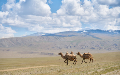 Running Bactrian camels in Mongolia