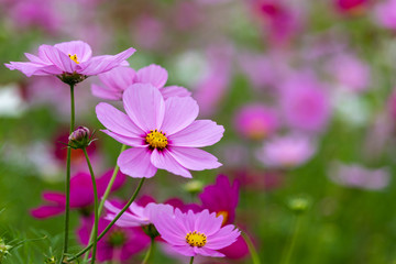 Cosmos Flower / Furusato Plaza in Sakura City, Chiba Prefecture, Japan