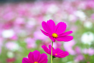 Cosmos Flower / Furusato Plaza in Sakura City, Chiba Prefecture, Japan