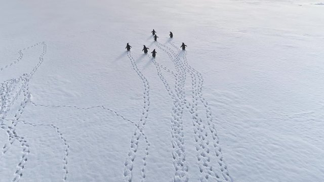 Aerial Flight Over Footprints and Running Penguins. Antarctica Drone Shot. Fast Moving Gentoo Penguins and White Birds. Ice Cold, Snow Covered Land. Habits of Wild Animals. 4k Footage.