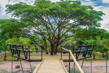 Wooden bamboo bridge on rice paddy field at sunset
