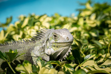 Iguana on top of plants