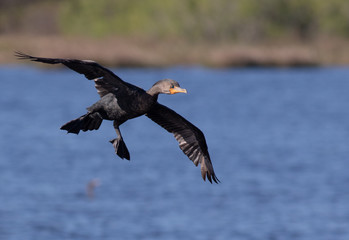 Cormorant Landing