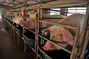 The farm pigs