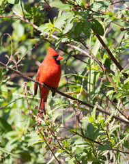 Male Cardinal