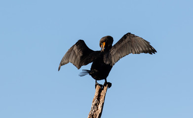 Cormorant drying wings