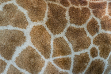 Giraffe fur pattern