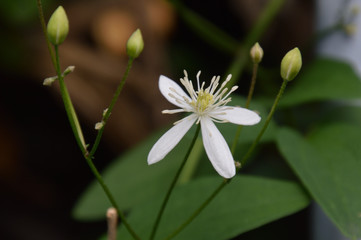 細長く白い萼片が花びらのように見えるセンニンソウ（仙人草）