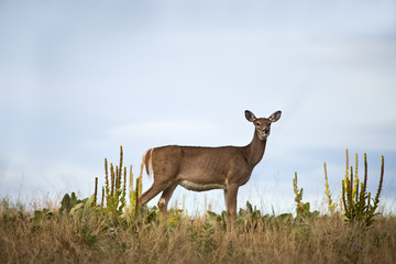 Deer on hill