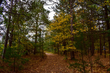 Fototapeta na wymiar Forest path at Lumbermans Monument, in the Huron National Forest. Located in Northern Michigan.